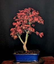 BONSAI DI ACERO ROSSO