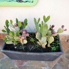 Talee di fico d'india siciliano ornamentale pianta nana