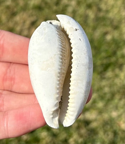 Fossil cowrie gastropode - cowrie,