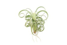 Curly Slim Tillandsia Air