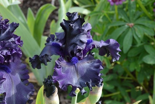 Iris all night - , long'