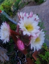 Cactus ornamentale adulto in