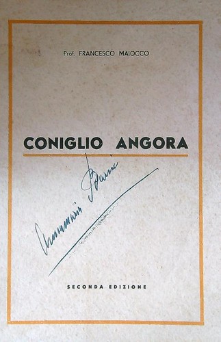 Coniglio angora maiocco - angora,