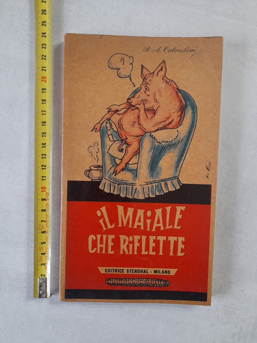Maiale che riflette - maiale,