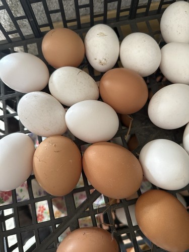 Uova resche gallina - di, bianche