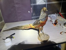 Tassidermia Fagiano Dorato