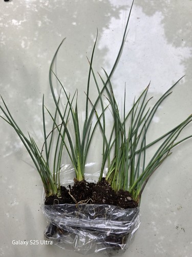 Red yucca plants seedlings - 2,
