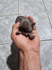 cuccioli di cani Pinscher