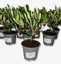 Set 4pz Piantine Di Ulivo