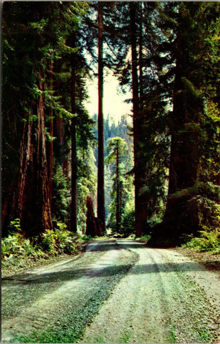 Cartolina california redwoods - california,