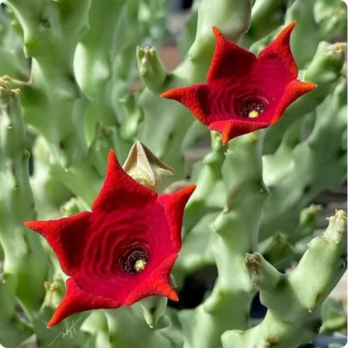 Caralluma socotrana - caralluma,