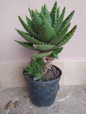 Aloe brevifolia cactus - aloe,