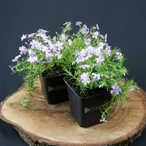 Tappeto phlox fiore fiamma - tappeto,