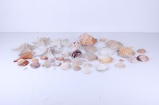 Lotto 39 pezzi, conchiglie spesse, stelle marine. Da collezione.