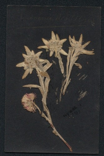 Cartolina fiori secchi - ,