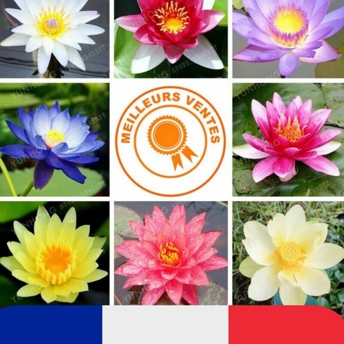 Graines fleurs lotus - graines,