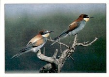 figurina Uccelli ed.Panini