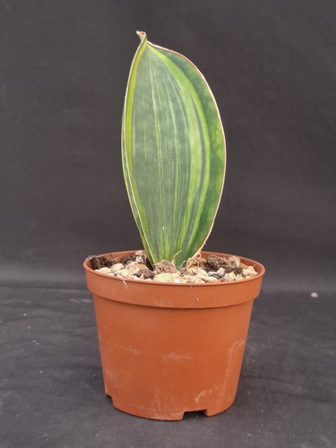 Sansevieria masoniana - , f