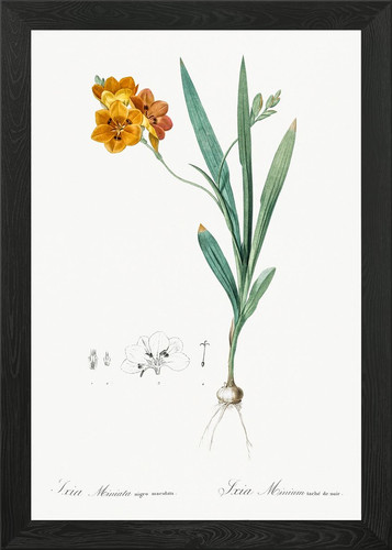 Ixia miniata illustrazione - ixia,