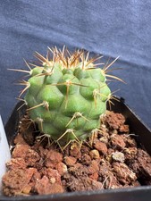 Copiapoa Cinerea KK1434 Golden