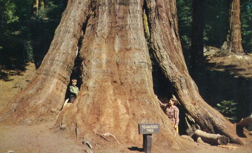 Cartolina tennessee tree - tennessee,