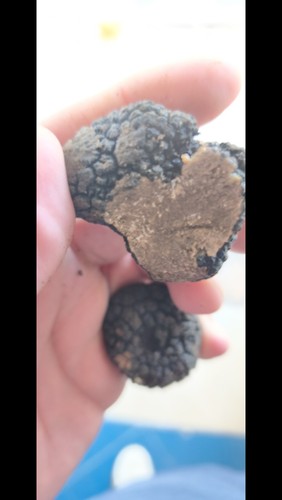 Tartufo estivo 1 - tartufo,
