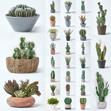 Pianta succulenta artificiale