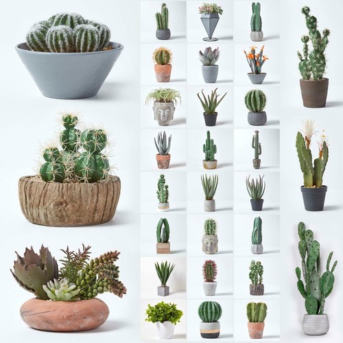 Pianta succulenta artificiale - succulenta,