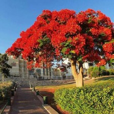 Delonix regia, Albero di