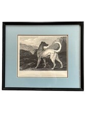 Levriero irlandese Wolfhound