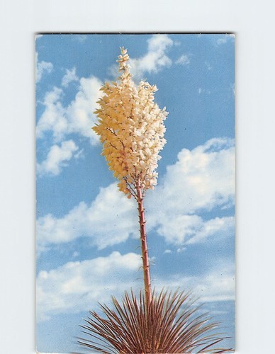 Yucca fiore 341641 - fiore, t-341641