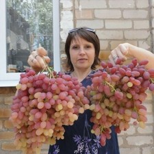 Vite 2 anni uva da tavola "Weles"