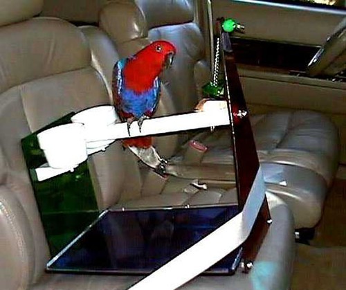 Pappagallo seggiolino auto - pappagallo, /