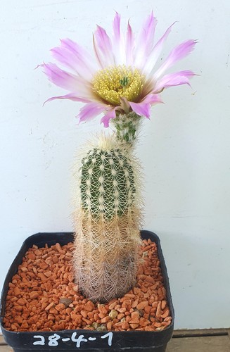 Echinocereus richenbachii ssp
