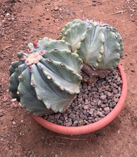 FEROCACTUS GLAUCESCENS INERMIS