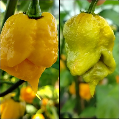 Semi peperoncino carolina - di,