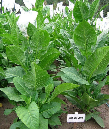 Semi tabacco habano 2000 - di,