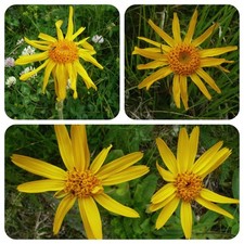 Arnica arnica montana vera