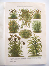 stampa antica old print FLORA