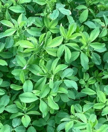 Semi fieno greco trigonella - semi,