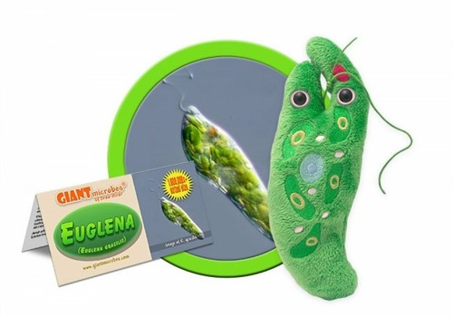 Giantmicrobes original euglena - original,