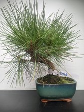 Bonsai di Pino Nero  - thu1