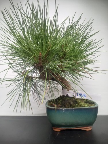 Bonsai pino nero - di,