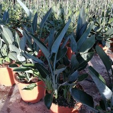 Mandela's gold - Strelitzia