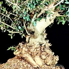 Wildolive Prebonsai, Olivastro