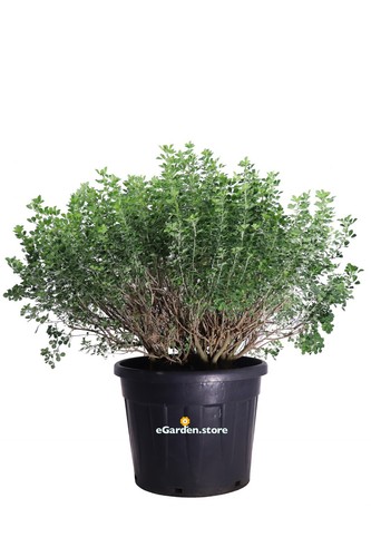 Pianta medicago arborea - pianta, di