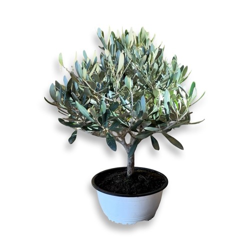Ciotola bonsai olivo - ciotola,