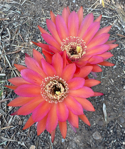Cereus grandiflorus cactus - t.cereus,
