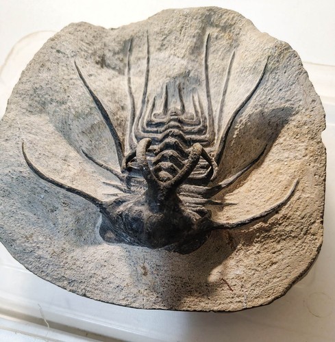 Trilobite dicranurus - trilobite,