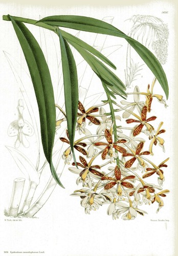 Epidendrum cnemidophorum - ,